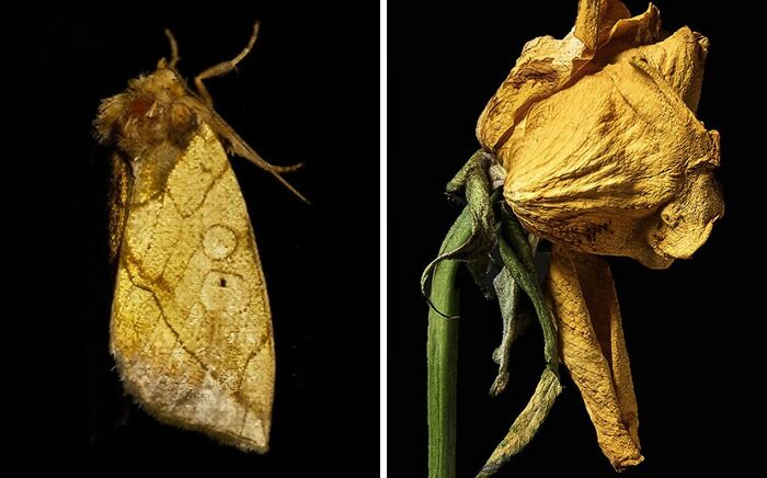 Nature’s Overlooked Patterns Anna Reikher