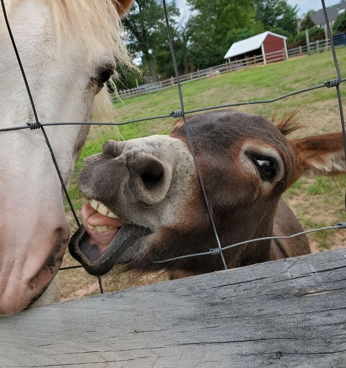 Donkey making a playful face behind wire fence on farm