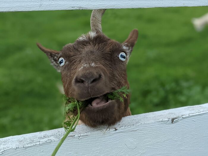 Goat with funny face eating grass behind white fence outdoors