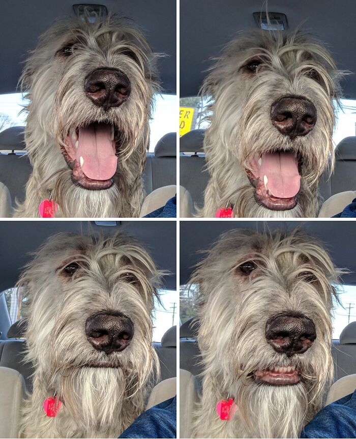 Funny animal face of excited dog with open mouth in car showing personality
