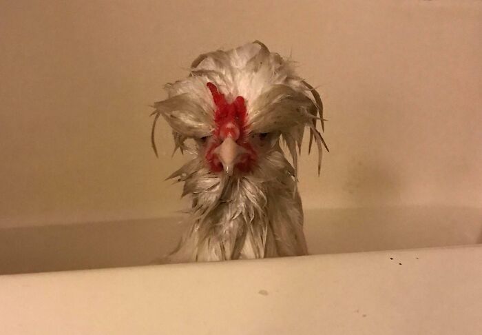 Wet chicken with disheveled feathers showing a funny face in a bathtub