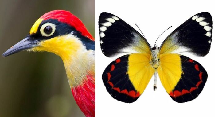 Nature’s Overlooked Patterns Anna Reikher