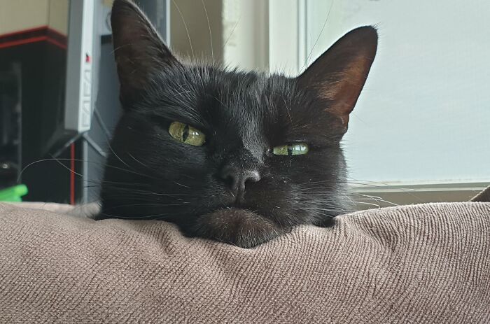 Close-up of a black cat with amusing facial expression resting on cushion