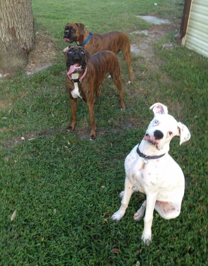 Three dogs with funny expressions on grass near a tree