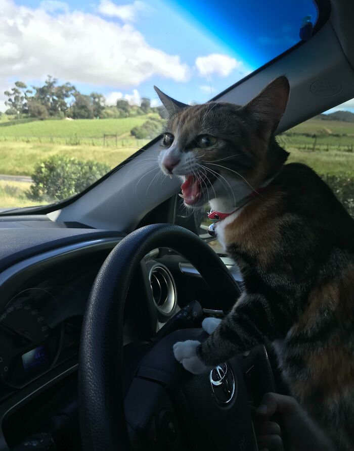 Funny animal face of a cat inside a car gripping the steering wheel