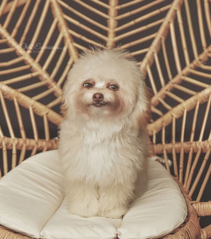 Funny animal face of fluffy small dog sitting on chair