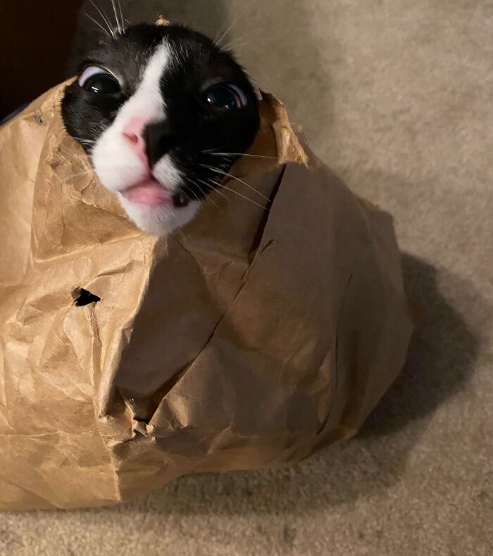 Funny animal face of black and white cat inside crumpled brown paper bag
