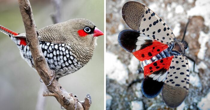 Nature’s Overlooked Patterns Anna Reikher
