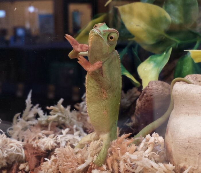Funny animal face of chameleon standing upright inside terrarium