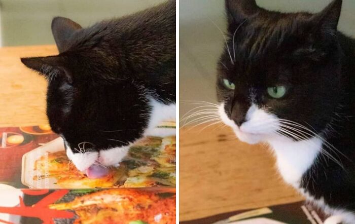 Funny animal face of black and white cat licking food