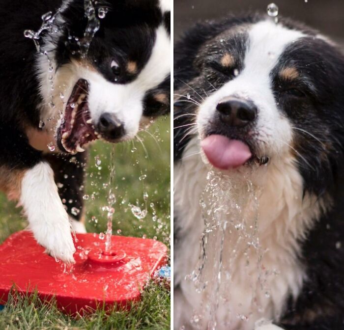 Dog playing with water making a funny face