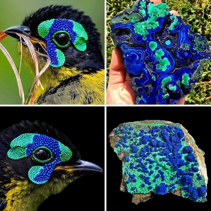Nature’s Overlooked Patterns Anna Reikher