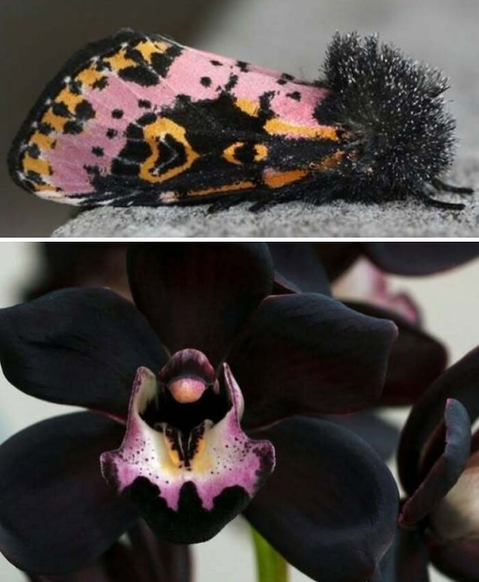 Nature’s Overlooked Patterns Anna Reikher