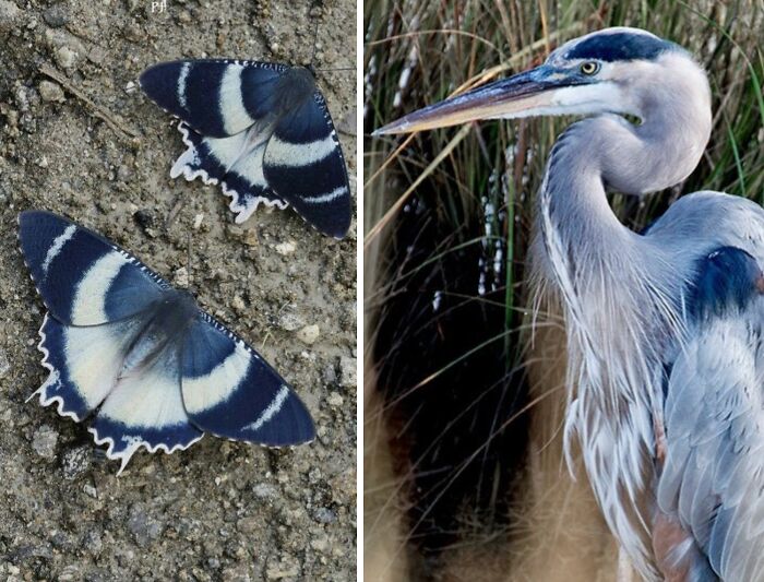 Nature’s Overlooked Patterns Anna Reikher