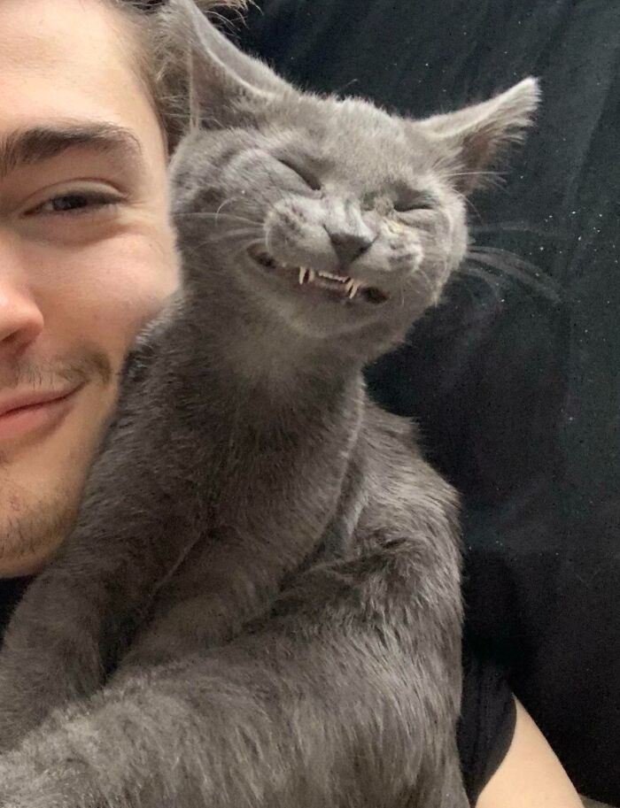 Gray cat making a funny face with teeth showing