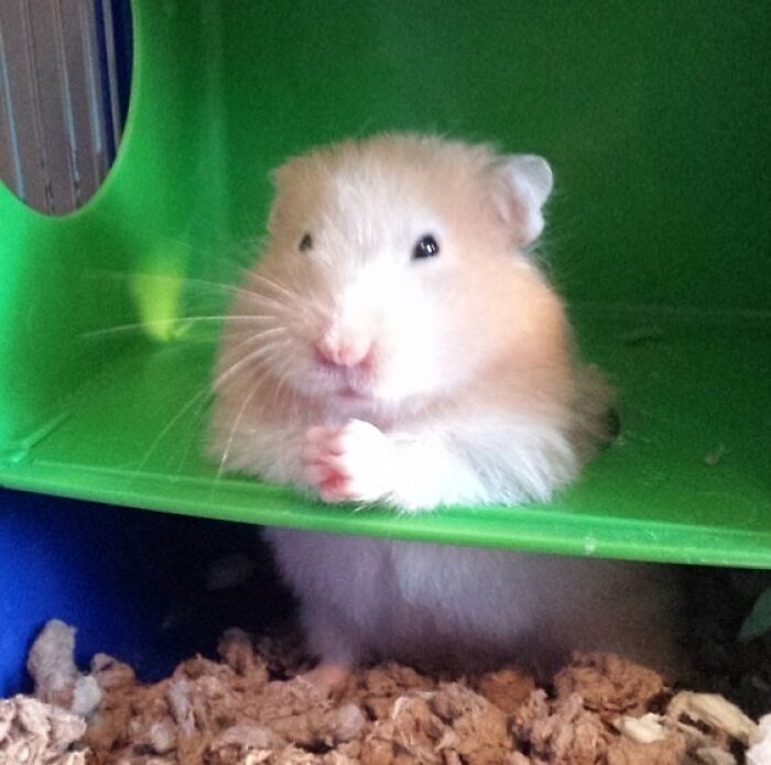 Humorous hamster face peeking from green shelter