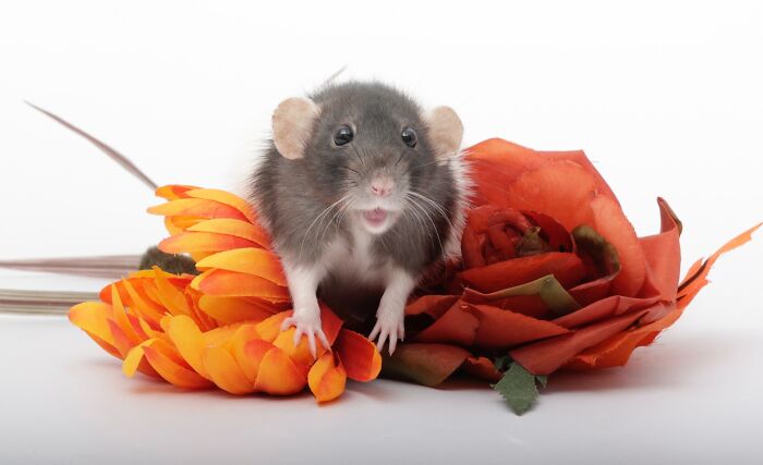 Funny animal face of a rat with flowers