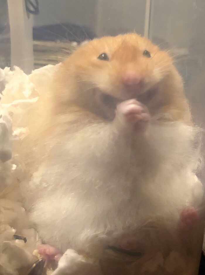 Happy hamster with chubby cheeks holding paws close and smiling inside enclosure