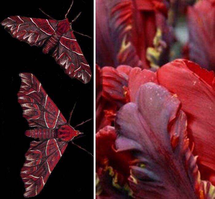 Nature’s Overlooked Patterns Anna Reikher
