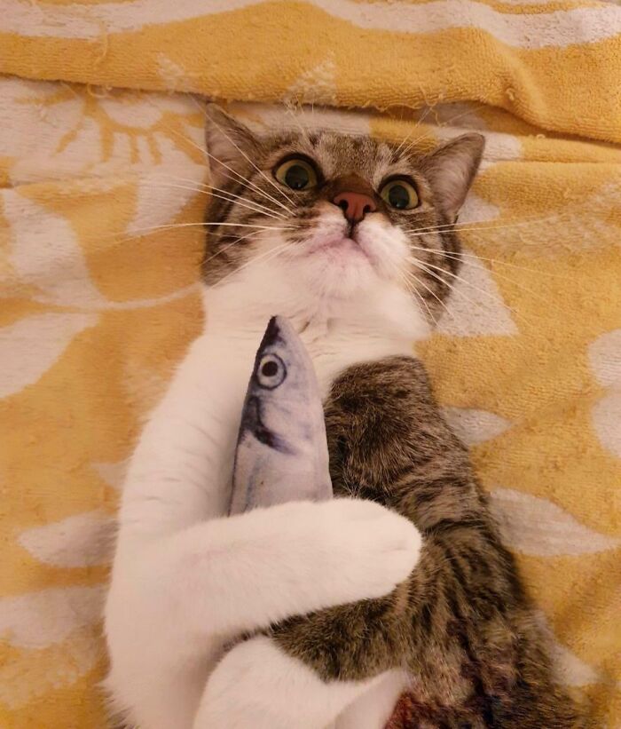 Surprised cat hugging a toy fish with wide eyes on yellow patterned background