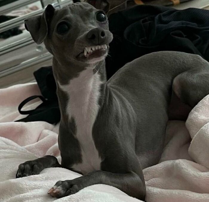 Dog making a funny face with teeth visible lying on soft blanket