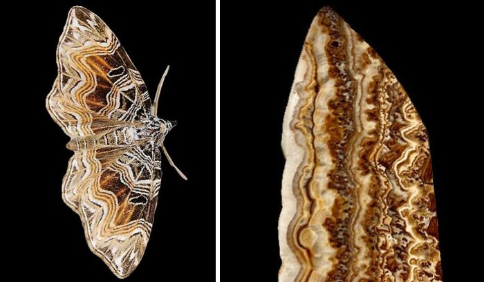 Nature’s Overlooked Patterns Anna Reikher