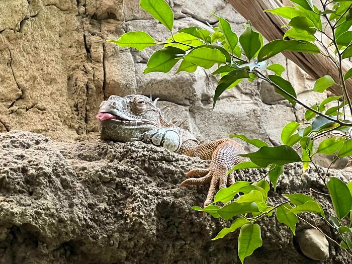 Iguana sticking out tongue resting on rocky surface with green leaves nearby