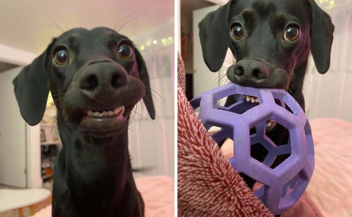 Black dog making funny facial expressions with purple toy