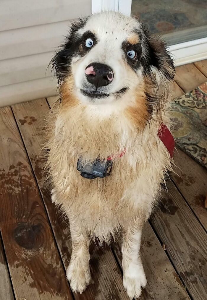 Wet dog with blue eyes making a funny face on wooden porch