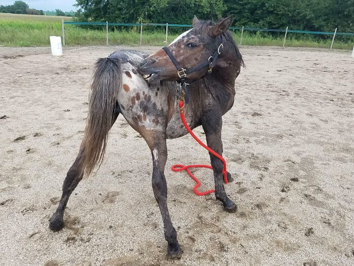 Horse with funny face looking back in outdoor sandy arena
