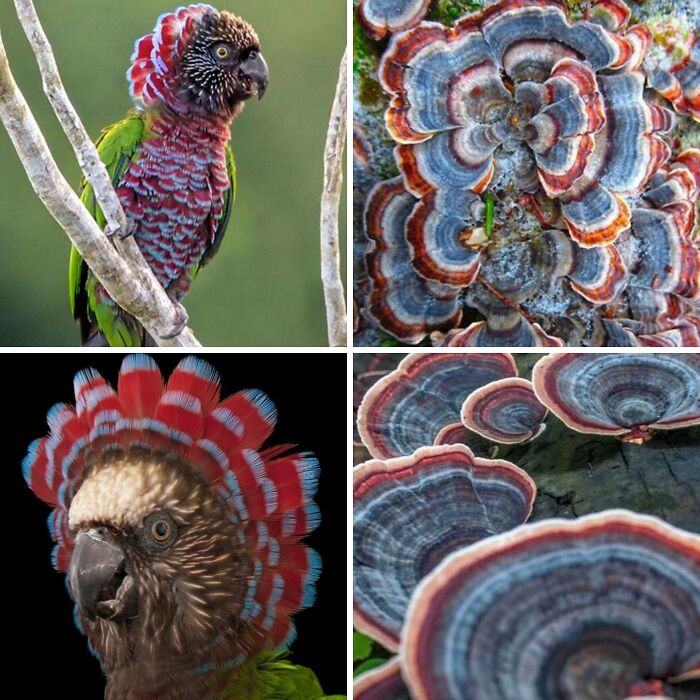 Nature’s Overlooked Patterns Anna Reikher
