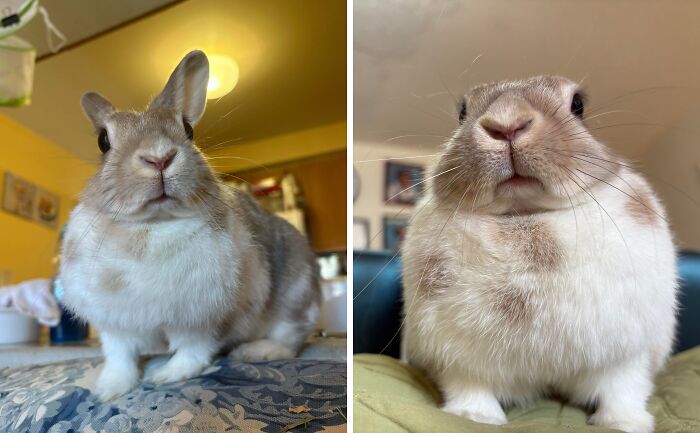 Funny animal faces showing personality in two close-up rabbit photos