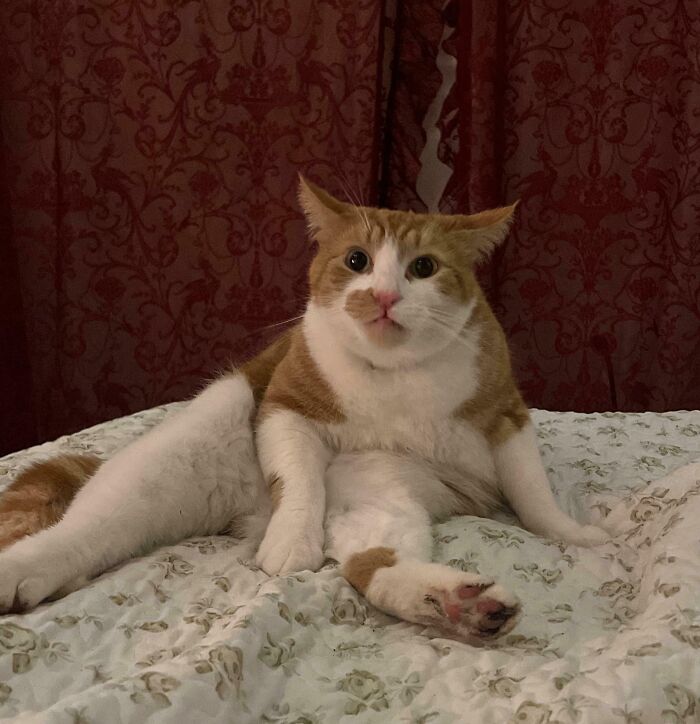 Orange and white cat sitting oddly on bed with surprised expression