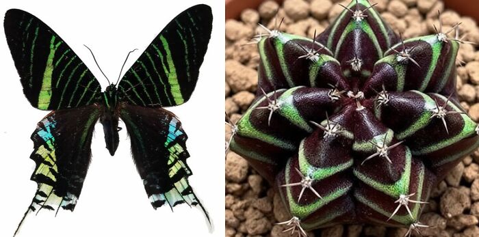 Nature’s Overlooked Patterns Anna Reikher