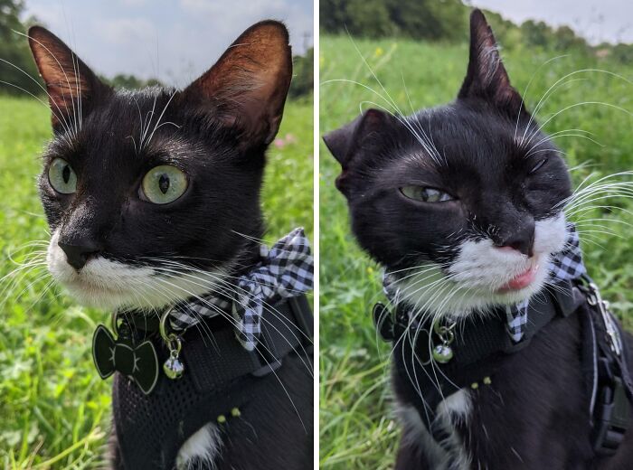 Black and white cat making goofy expressions outdoors
