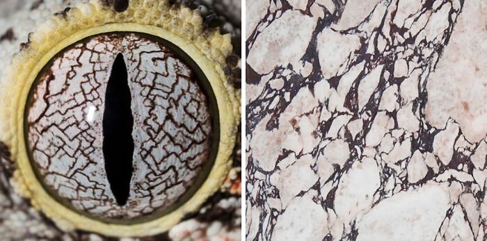 Nature’s Overlooked Patterns Anna Reikher