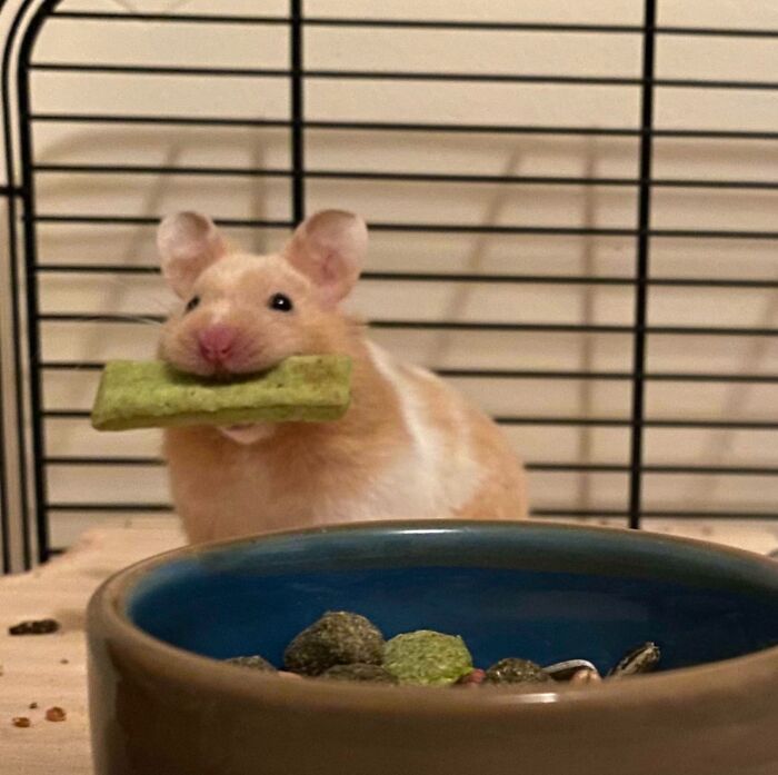 Hamster holding a green treat inside a cage near food bowl