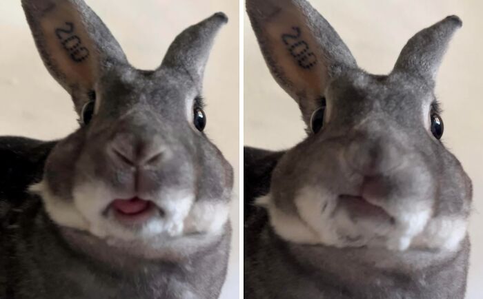 Gray rabbit making silly faces with tongue out and lips puckered