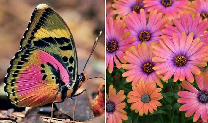 Nature’s Overlooked Patterns Anna Reikher