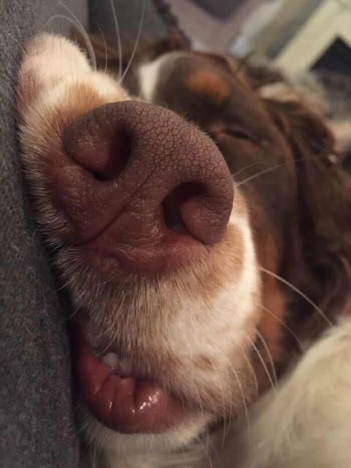 Close-up of funny dog face showing snout and lips asleep