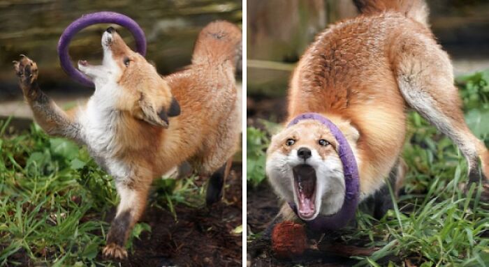 Funny fox with ring toy caught on head showing goofy expression