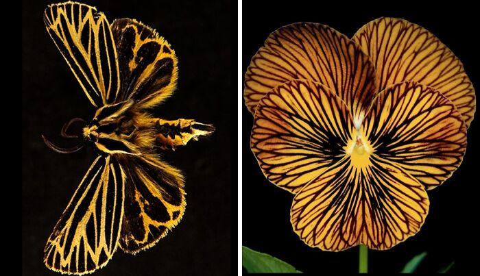 Nature’s Overlooked Patterns Anna Reikher