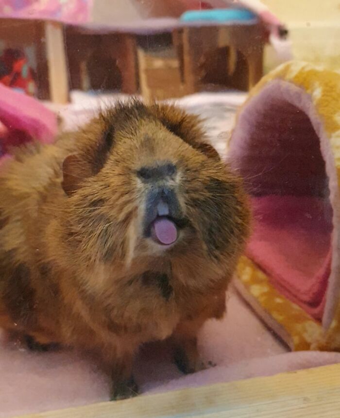 Funny animal face of guinea pig sticking out tongue