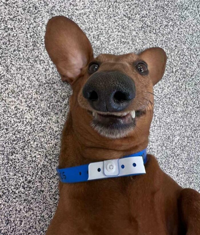 Funny dog face closeup with large nose and blue collar
