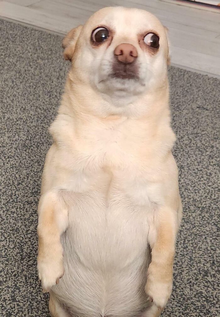 Funny animal face of small dog standing with wide eyes