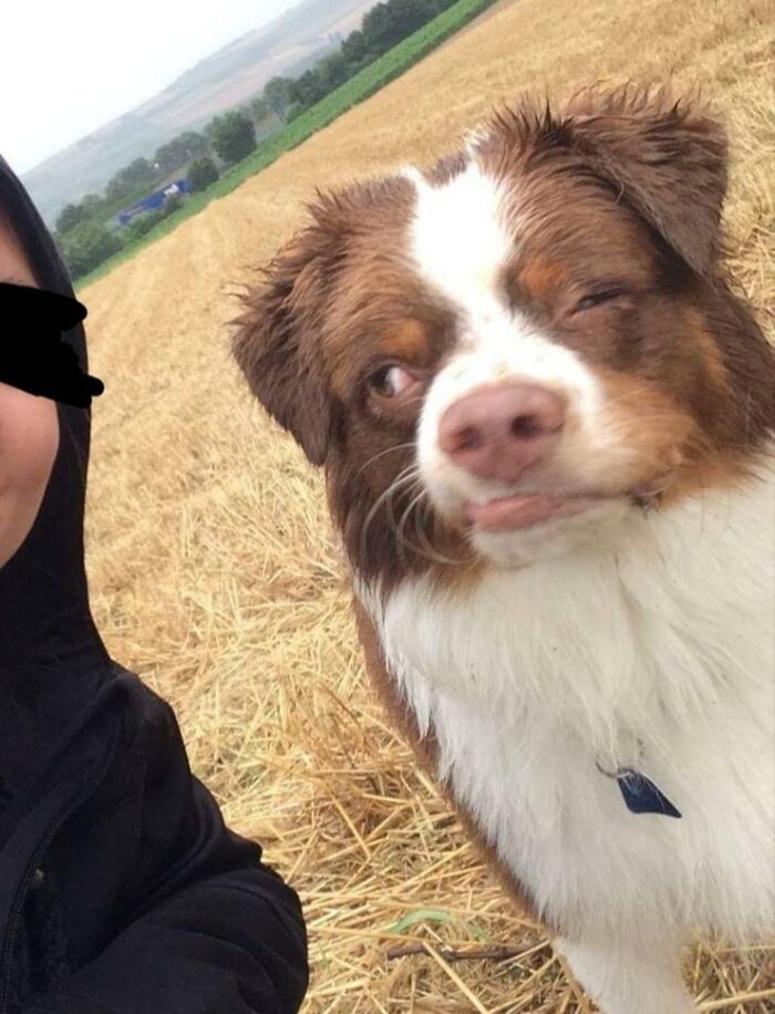 Funny dog winking with sideways glance in a field next to person
