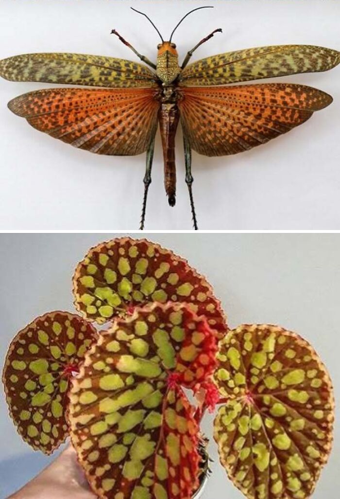 Nature’s Overlooked Patterns Anna Reikher