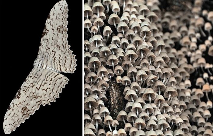 Nature’s Overlooked Patterns Anna Reikher