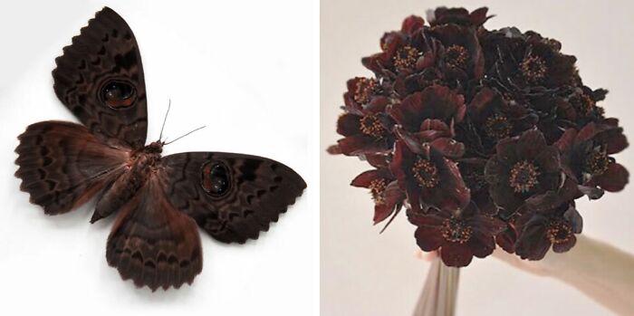 Nature’s Overlooked Patterns Anna Reikher
