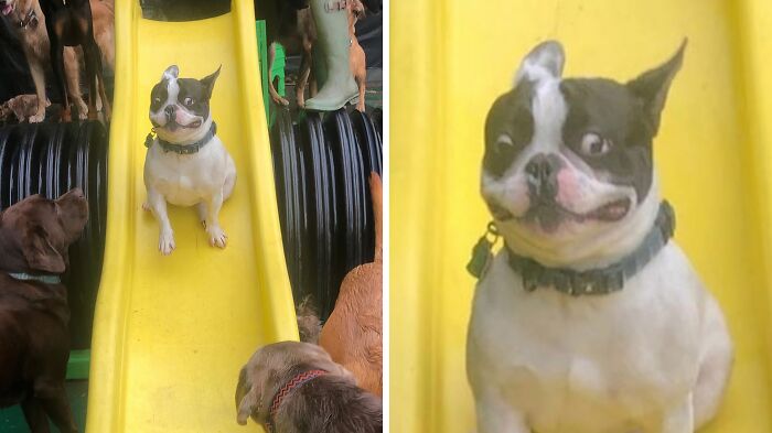 Funny dog with wide eyes on yellow slide surrounded by other dogs